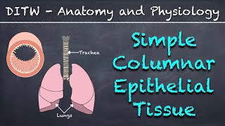 DITW  Simple Columnar Epithelial Tissue [upl. by Wittenburg]