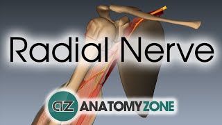 Radial Nerve  3D Anatomy Tutorial [upl. by Bartholomeo456]