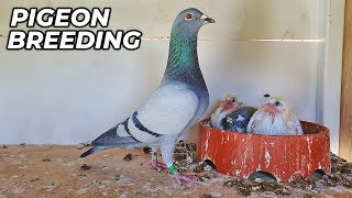 Basic PIGEON Breeding Requirments [upl. by Atterahs]