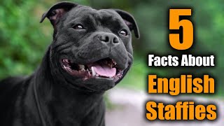 5 Facts About Staffordshire Bull Terriers [upl. by Essila]