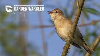 Garden Warbler Song [upl. by Anoi]