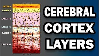 Cerebral Cortex Layers [upl. by Anilegnave93]