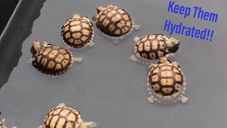 How to Keep Your Tortoises Hydrated and Happy [upl. by Selhorst]