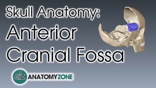 Anterior Cranial Fossa  Skull Anatomy [upl. by Hendry]