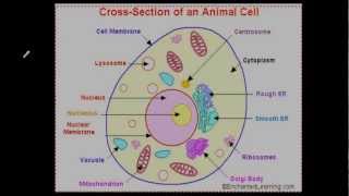 Plant vs Animal Cells  Differences in Organelles [upl. by Heyra]