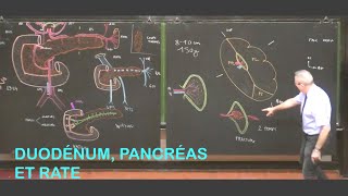 Anatomie du duodénum pancréas et rate Abdomen 2 [upl. by Marv622]