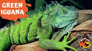 Green Iguana Facts Everything You Need to Know [upl. by Kilian]