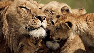 The Strongest LION PRIDE in Luangwa Valley  National Geographic Documentary 2020 Full HD 1080p [upl. by Kinney]