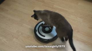 Cat shows HOW TO use iRobot Roomba Vacuum [upl. by Ley]