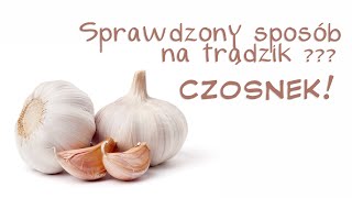 Mój sprawdzony sposób na trądzik  pryszcze  CZOSNEK [upl. by Chellman]