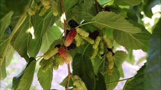 Illinois Everbearing MulberryMorus alba x rubra Fruiting in AZ  9B [upl. by Assetal161]