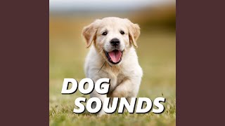 Sounds of Dogs Barking [upl. by Anilecram]