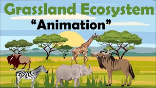 GRASSLAND ECOSYSTEM  Animation [upl. by Abbey]