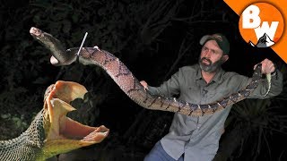 Fangs of the Largest Pit Viper Snake [upl. by Kwon459]