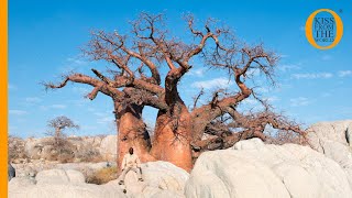 The oceanless isle Kalahari Desert’s Kubu island a sacred land of ancestors and the Baobab tree [upl. by Aliac]