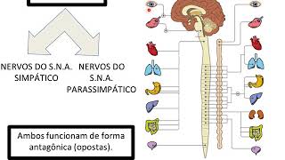 sistema nervoso simpático e parassimpático [upl. by Acina]