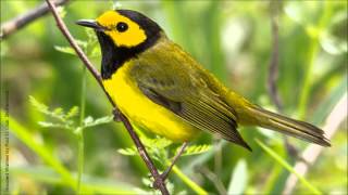 Hooded Warbler Song [upl. by Erret]