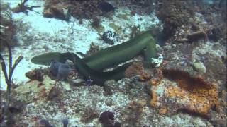 Green Moray Eels mating HD [upl. by Kushner202]