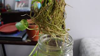 Propagating Pothos in Water amp Transplanting Cuttings to Soil [upl. by Eadahc]