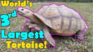 Sulcata Tortoises Facts and Care Tips [upl. by Soirtemed]