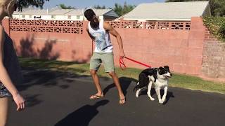 Border Collie Learning to Heel [upl. by Heyde]