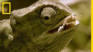 Chameleon Is Hesitant and Indecisive  National Geographic [upl. by Anais]