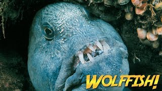 Wolffish amp Wolf Eels  JONATHAN BIRDS BLUE WORLD [upl. by Fredela]