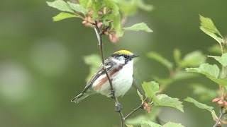 Chestnutsided Warbler [upl. by Humphrey]