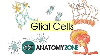 Glial Cells  Neuroanatomy Basics  Anatomy Tutorial [upl. by Thynne]