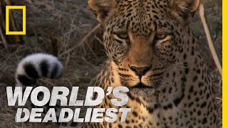 Leopards Revenge  Worlds Deadliest [upl. by Schulze]