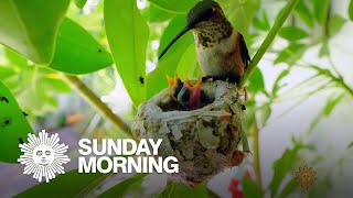 Nature Hummingbird nest [upl. by Wavell382]