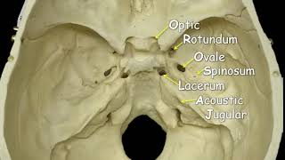 Cranial Foramina  Mnemonic Phrase [upl. by Feeney]