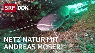 Fische – Unsere Verwandten im Wasser  NETZ NATUR mit Andreas Moser  DOK  SRF Wissen [upl. by Leuamme]