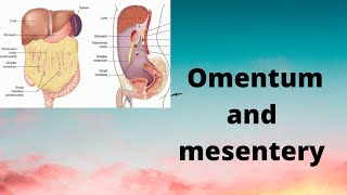 Omentum and mesentery [upl. by Leese535]