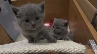 Chartreux Kittens [upl. by Neesay]