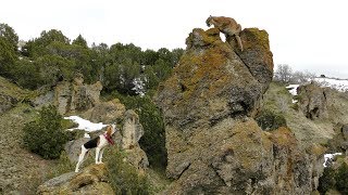 Catch and Release Mountain Lion Hunting [upl. by French59]