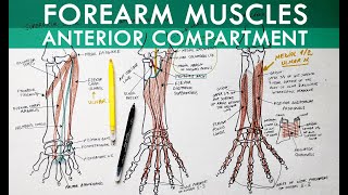 Forearm Muscles  Anterior Compartment  Anatomy Tutorial [upl. by Rojas]