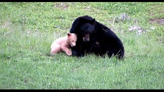 Mama Bear Plays with Cub [upl. by Marcie]