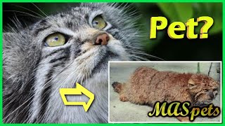 Pallass Cat  Can They Be Pets [upl. by Siger]