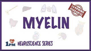 Myelin  Neuroscience series [upl. by Loydie]