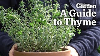 A Guide to Thyme [upl. by Maupin280]