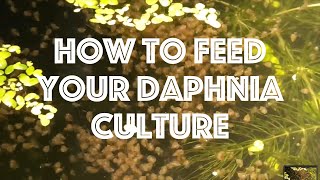 How To Feed Your Daphnia Culture [upl. by Dahle]