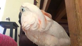 Gotcha the Cockatoo being THE Sweetest bird talking EVER [upl. by Suhploda]