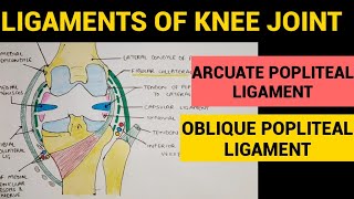 Knee Joint  4  Arcuate Popliteal Ligament  Oblique Popliteal Ligament [upl. by Siderf]