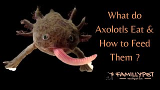 What do axolotls eat amp how to feed them [upl. by Calv88]