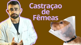 O que saber antes de CASTRAR sua fêmea  Dica Veterinária 19 [upl. by Tonie]