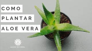 Como Sembrar SABILA 2025 plantar ALOE VERA  manos de tierra [upl. by Boleyn]