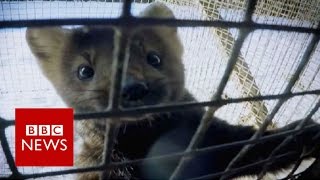 Inside a Russian fur farm  BBC News [upl. by Kaufman]