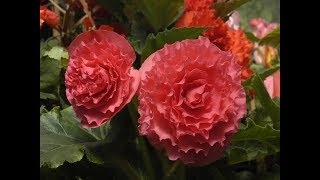 Tuto  la division des dahlias [upl. by Eidnarb]