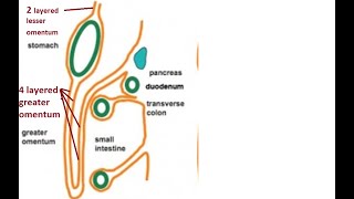 Peritoneum Anatomy  Lesser Sac  Greater Sac  Peritoneum  Anatomy [upl. by Bergman]